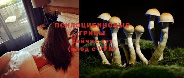 крисы Новокубанск